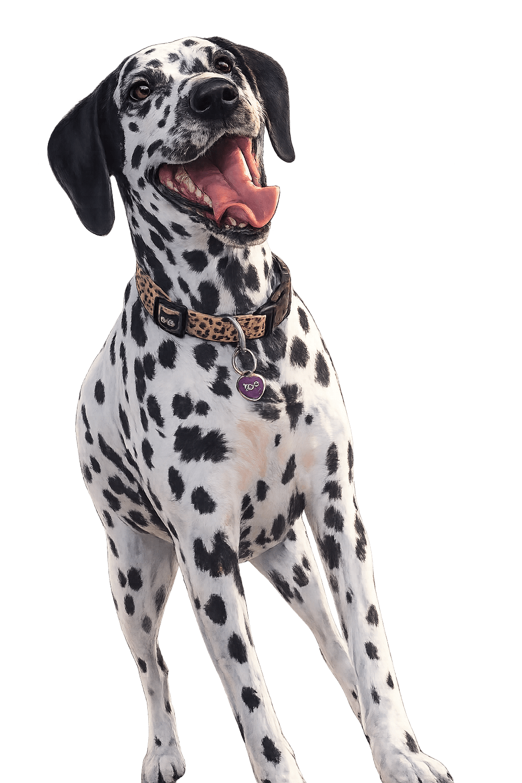 Dalmata